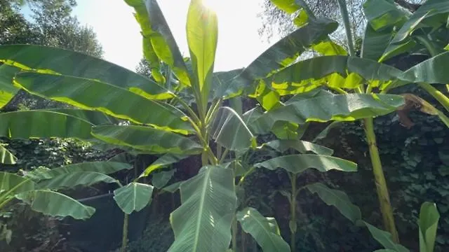 *** Alojamento de Acomodação e Pequeno-almoço Ai Giardini Di San Vitale Ravena Itália
